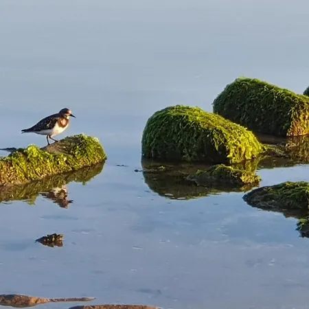 Nordstrand Whg 1 Appartement Baltrum