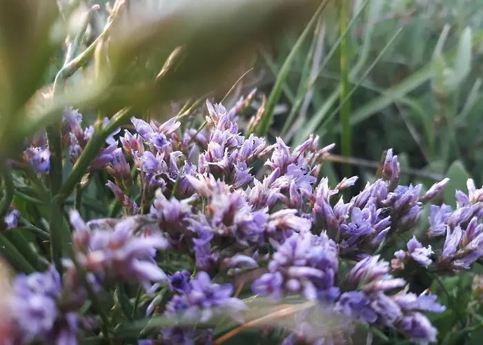 Nordstrand Whg 1 Baltrum